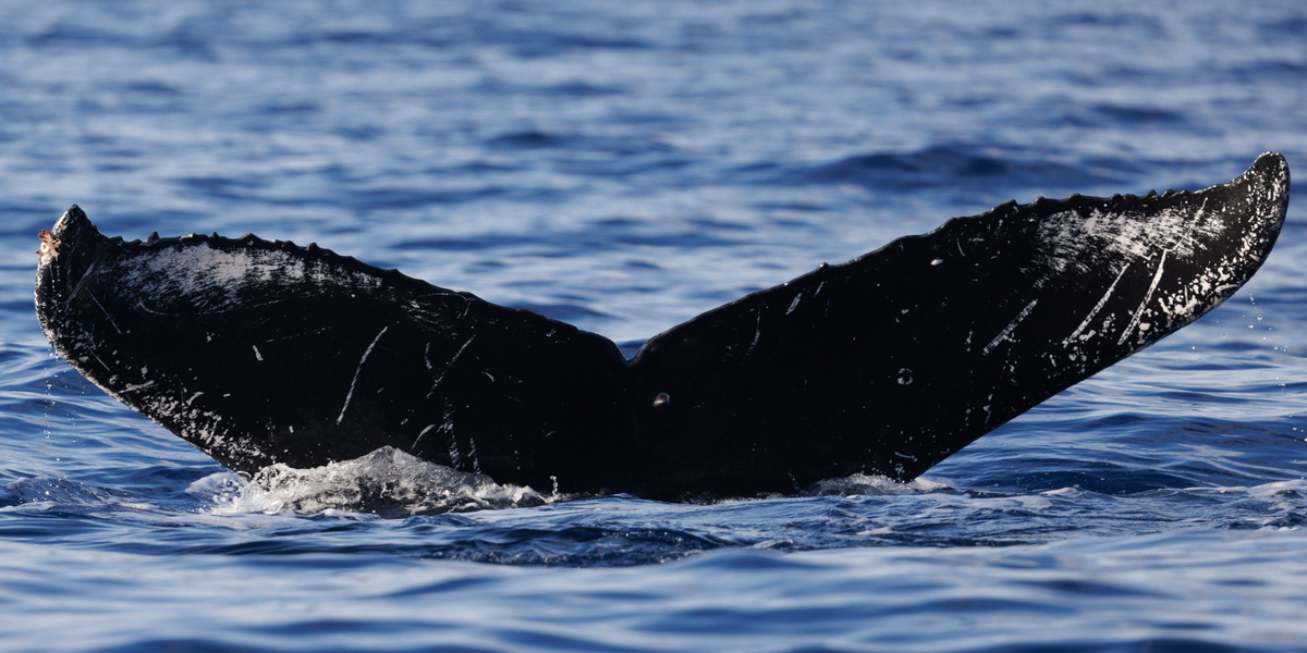 Fluke of HW-MN0445546