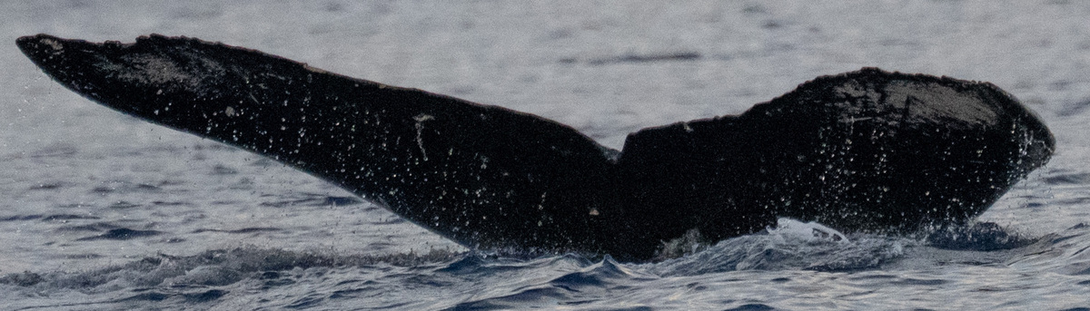 Fluke of HW-MN0445548