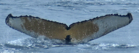 Fluke of Moby Jim (Antarctica)