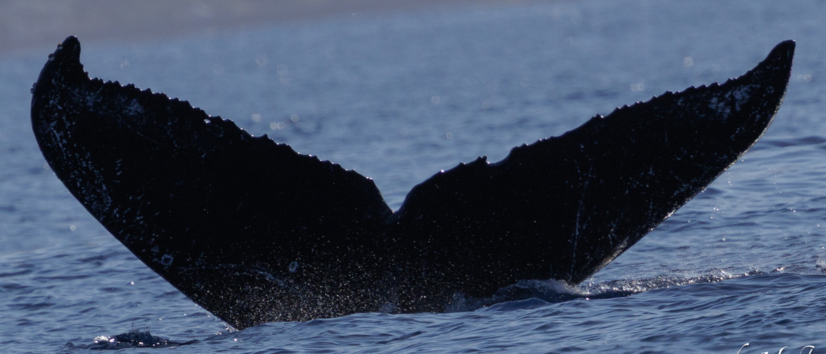 Fluke of HW-MN0445555
