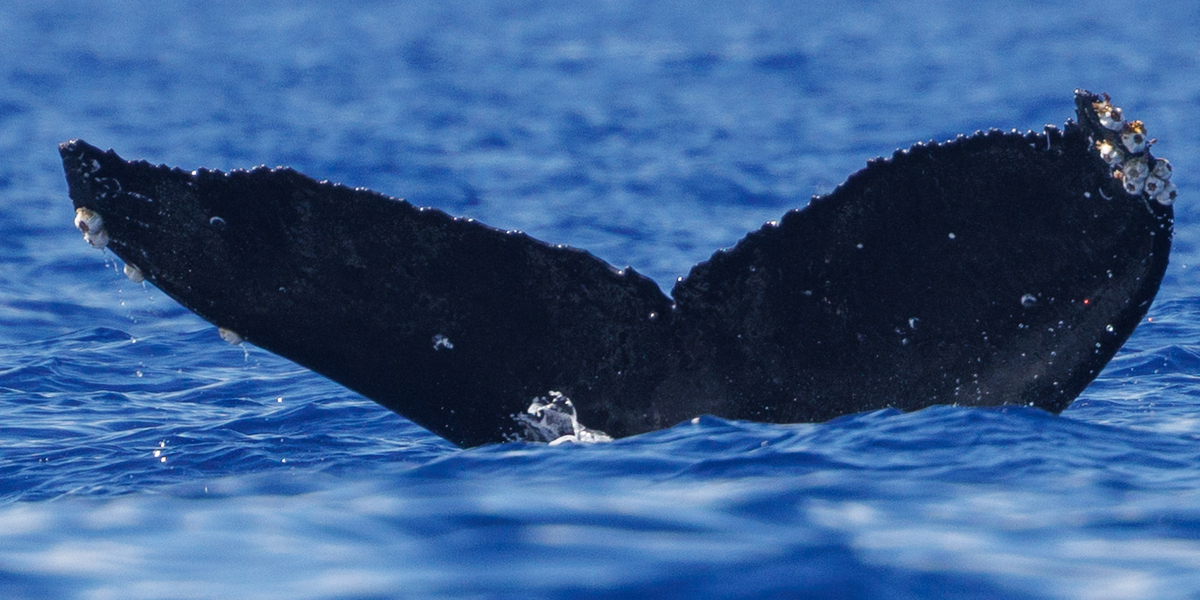 Fluke of HW-MN0445568