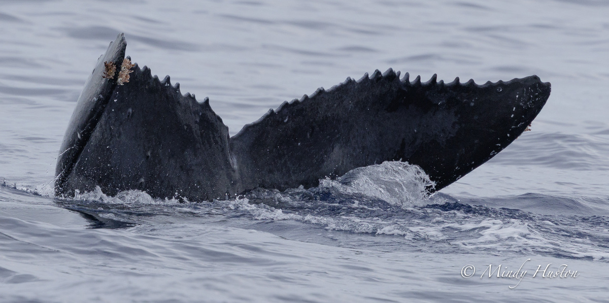 Fluke of HW-MN0445571