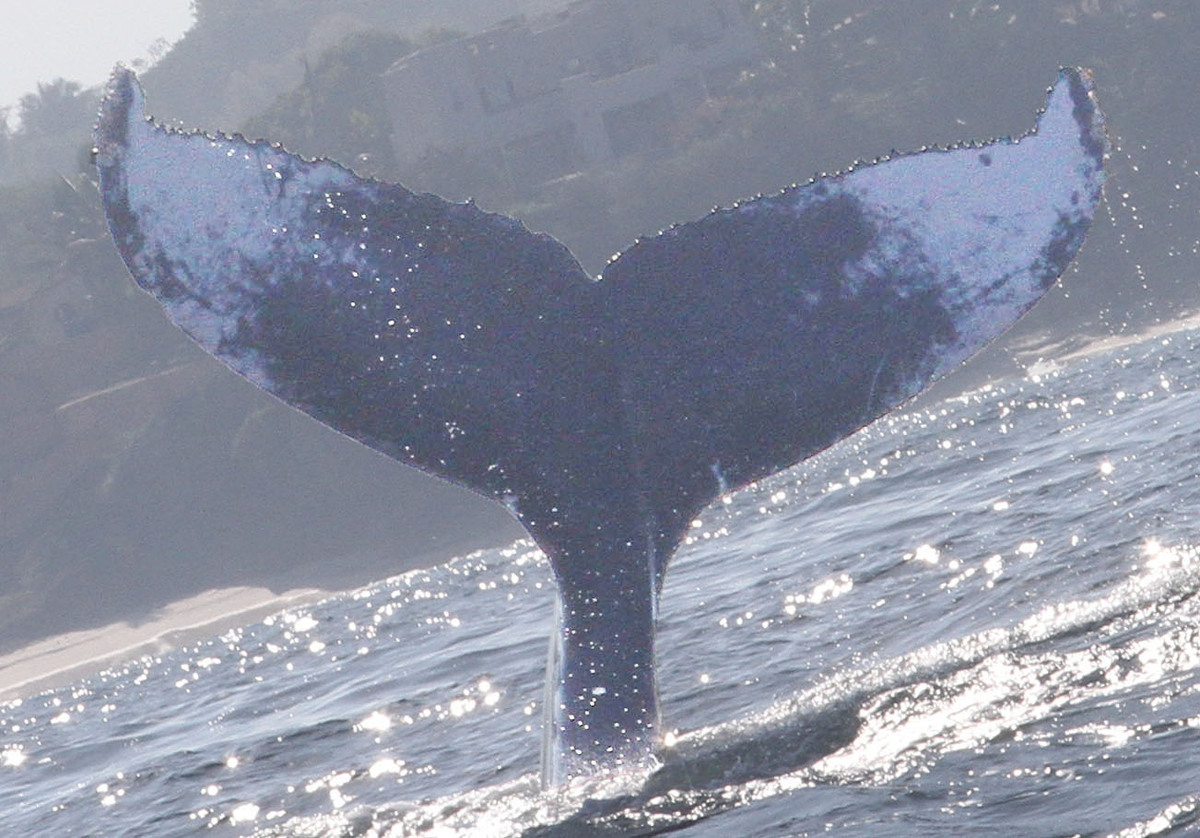 Fluke of CRC-15499