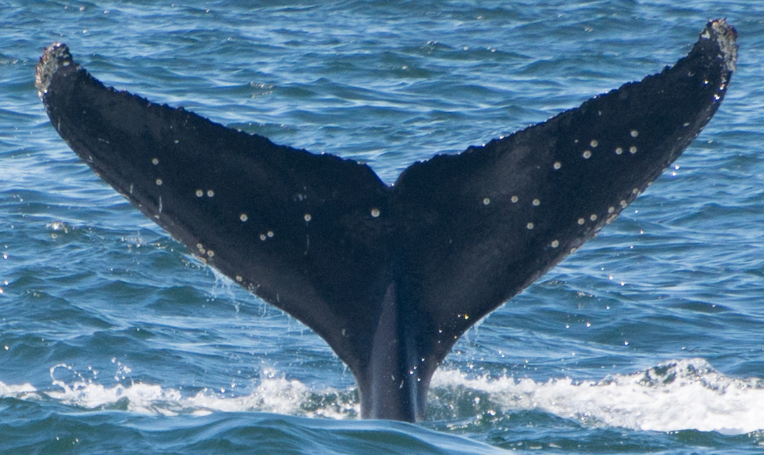 Fluke of CRC-17823