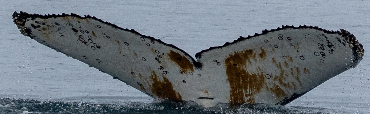 Fluke of HW-MN1308880