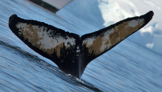 Fluke of HW-MN1301112