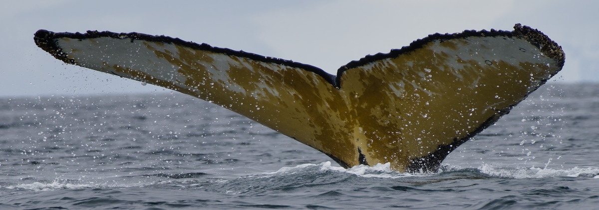 Fluke of HW-MN1308913