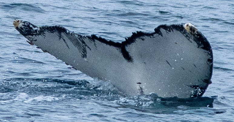Fluke of HW-MN1308918