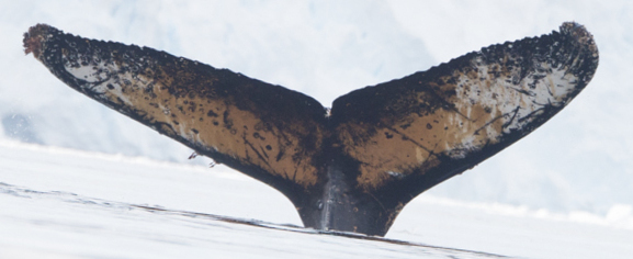Fluke of Hygge (Antarctica)