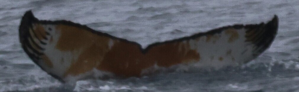 Fluke of HW-MN1308924