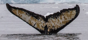Fluke of HW-MN1301114