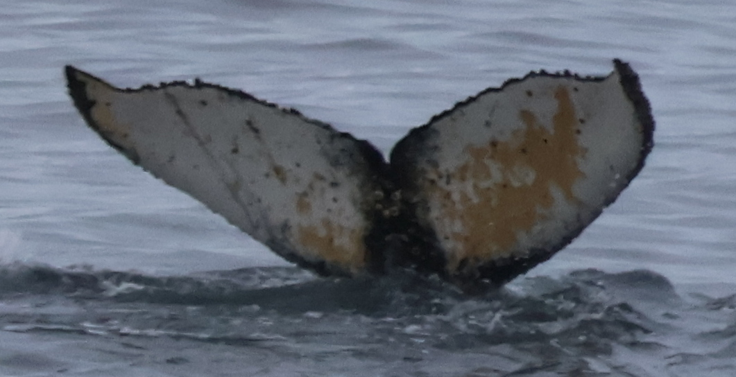 Fluke of HW-MN1308949