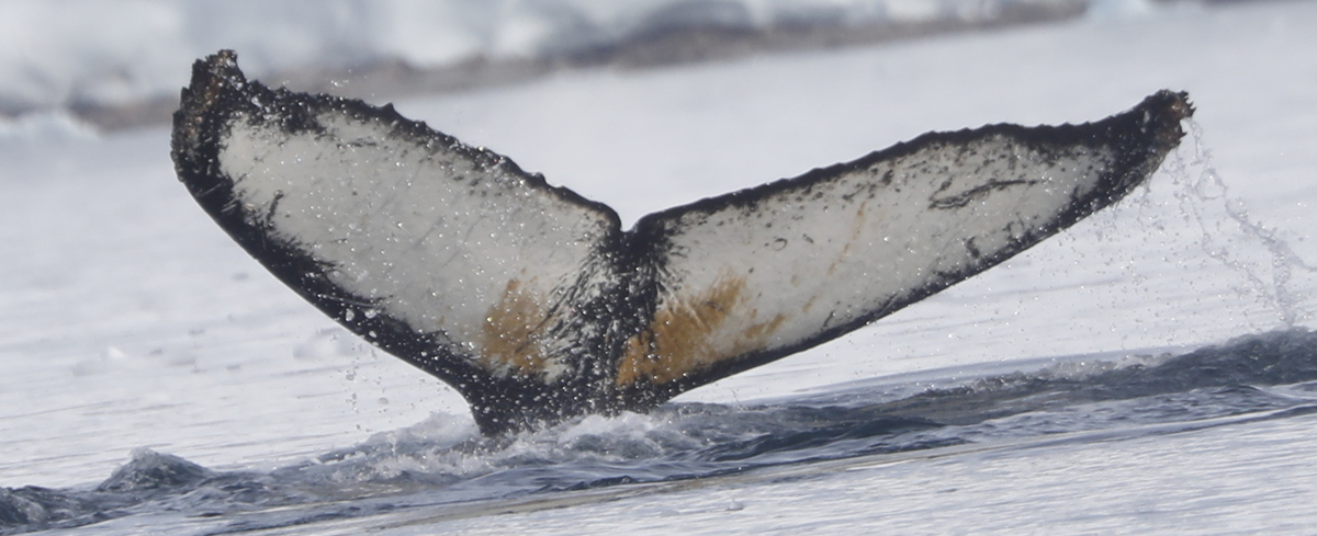 Fluke of HW-MN1308951