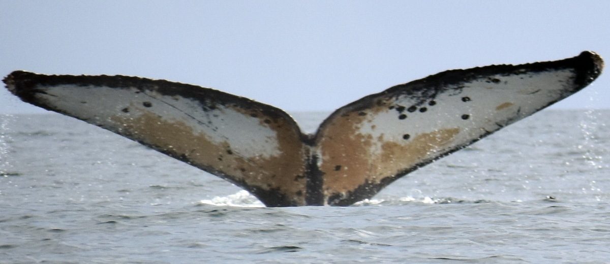 Fluke of HW-MN1301118