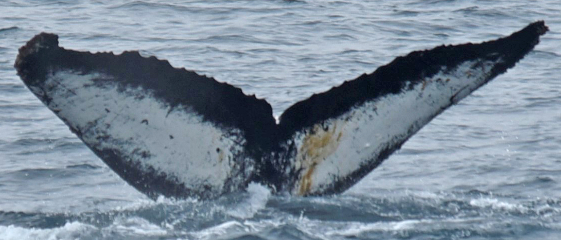 Fluke of Our Jack (Antarctica)