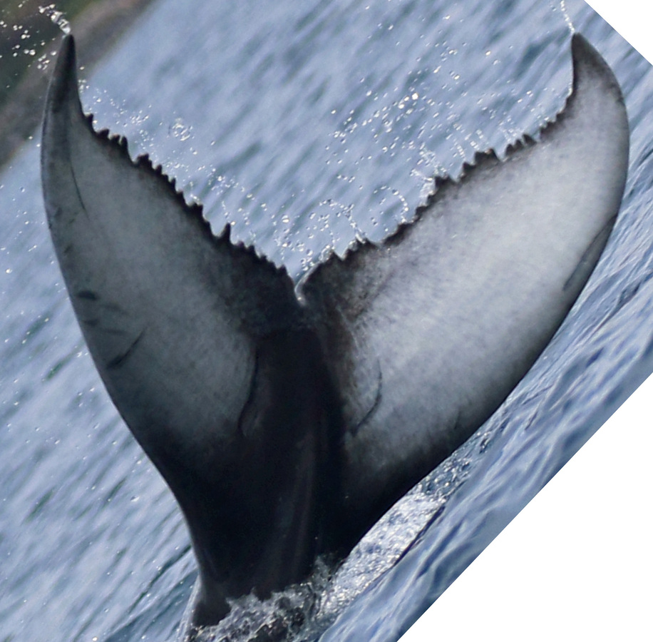 Fluke of HW-MN0445631