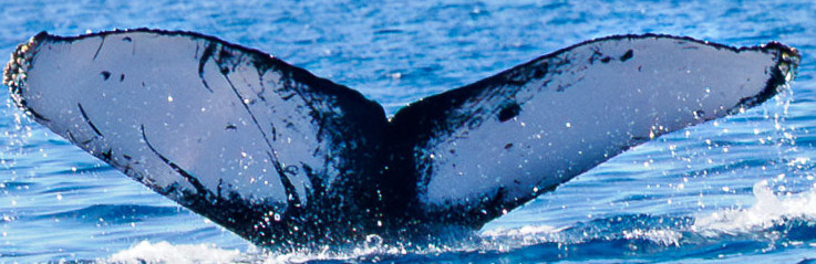 Fluke of CRC-23147