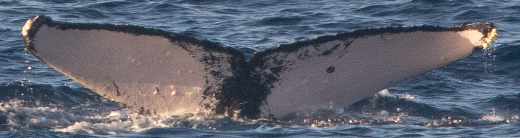 Fluke of HW-MN0445634