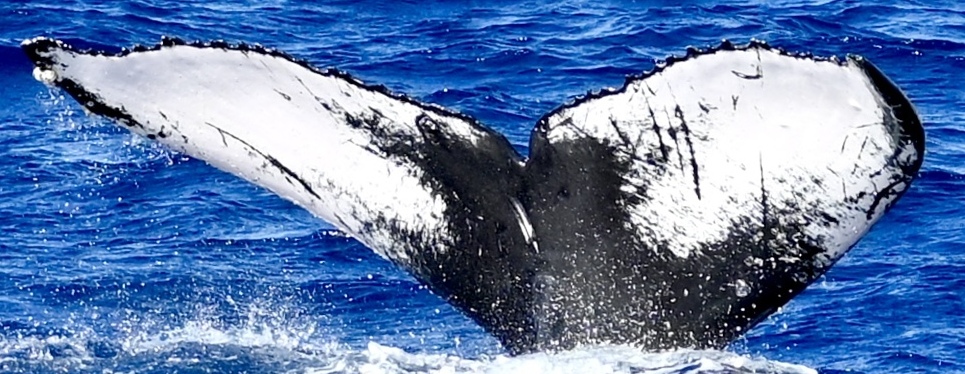 Fluke of CRC-23146