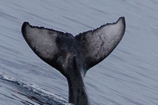 Fluke of HW-MN0445644