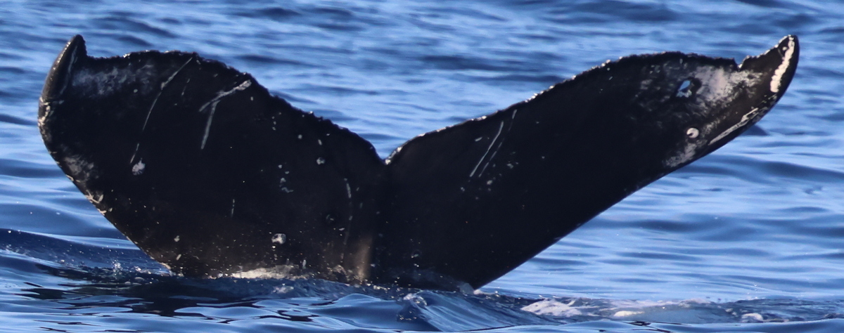 Fluke of CRC-23145
