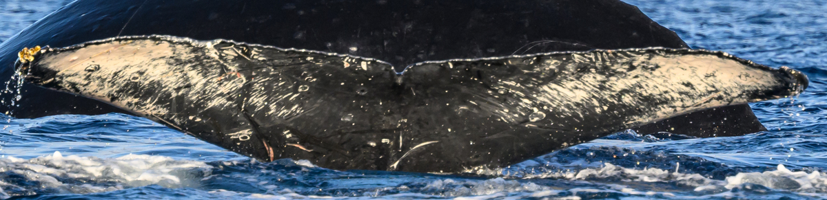 Fluke of HW-MN0445673