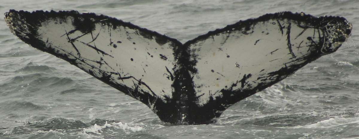 Fluke of CRC-12439