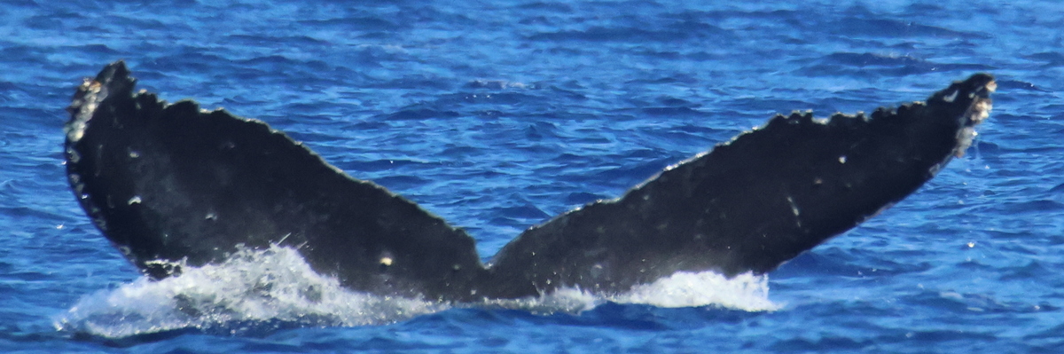 Fluke of HW-MN0445689