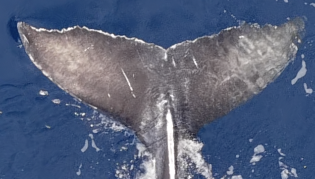 Fluke of 2025-2026 calf of Pyramid (Gulf of Alaska)