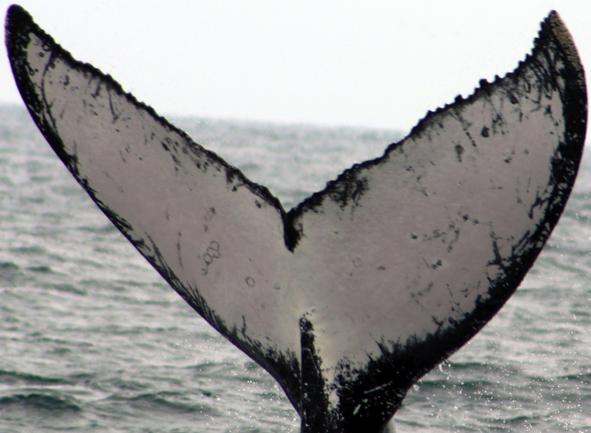 Fluke of Liathán (Antarctica)