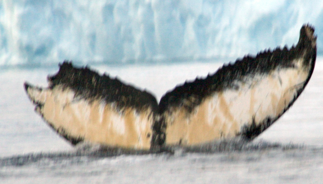 Fluke of AHWC-2930