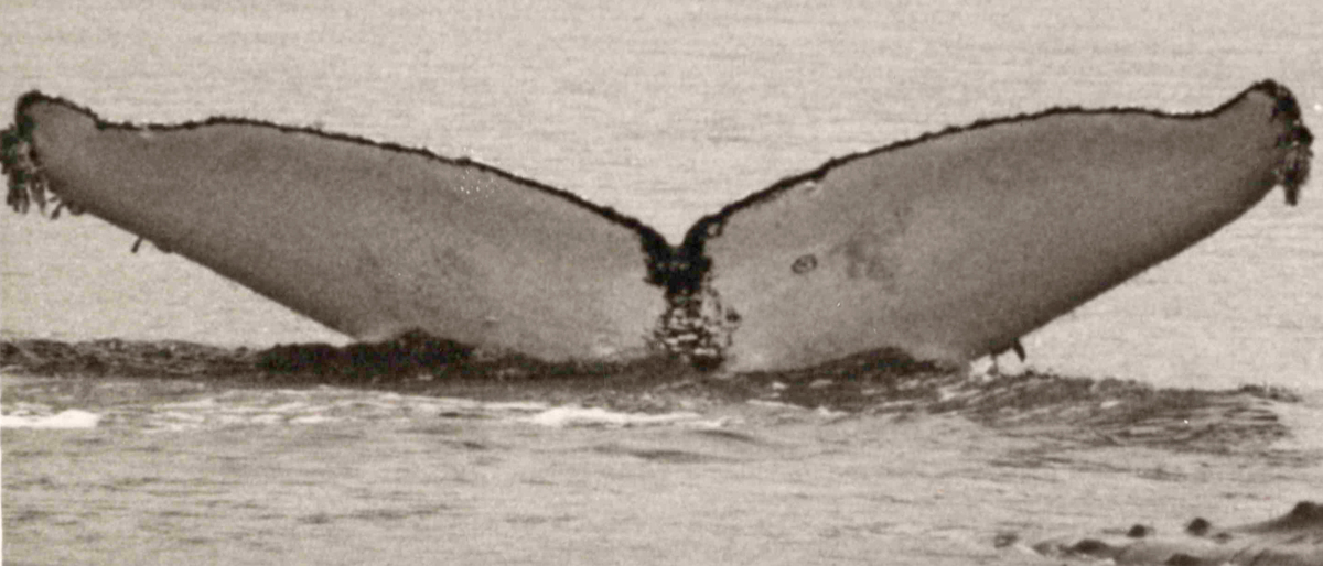 Fluke of Marshmellow (PWS)