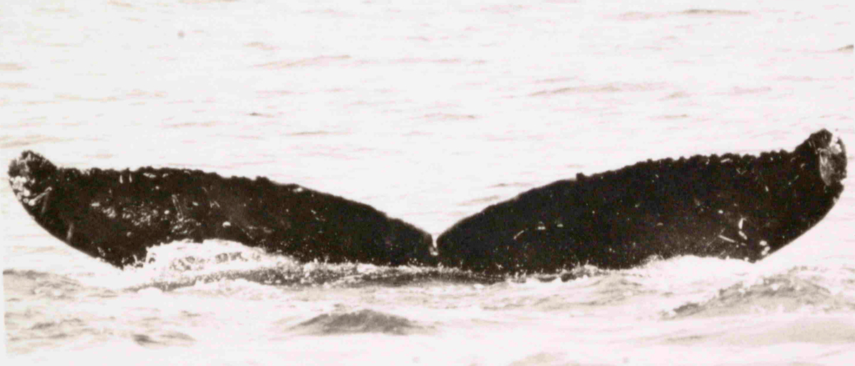 Fluke of Keoke (PWS)
