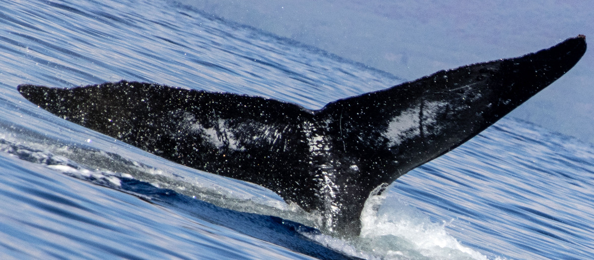 Fluke of HW-MN0445717