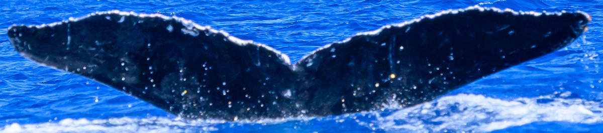 Fluke of HW-MN0445725