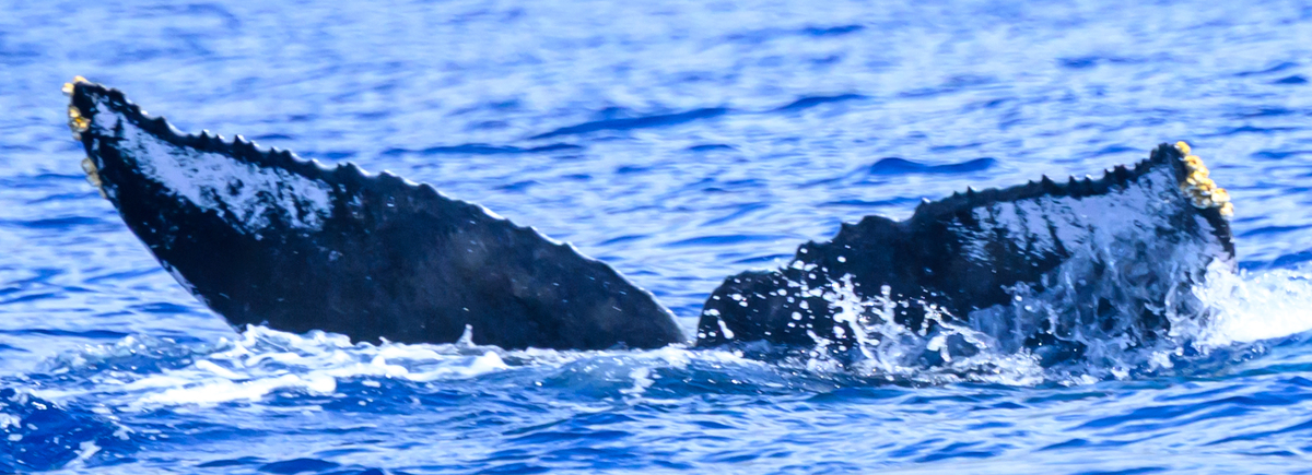 Fluke of HW-MN0445735