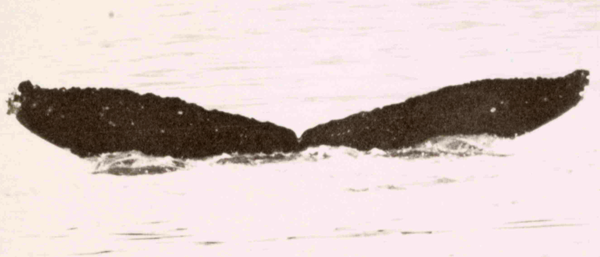Fluke of Kushtaka (PWS)