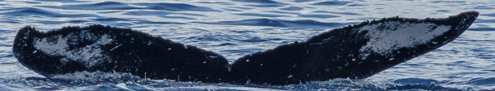 Fluke of HW-MN0445740