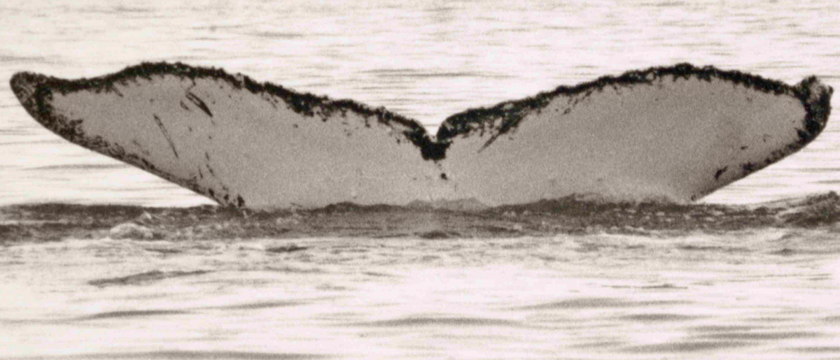 Fluke of Snow (Prince William Sound)