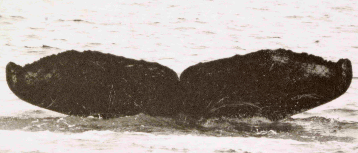 Fluke of Cameron (Prince William Sound)