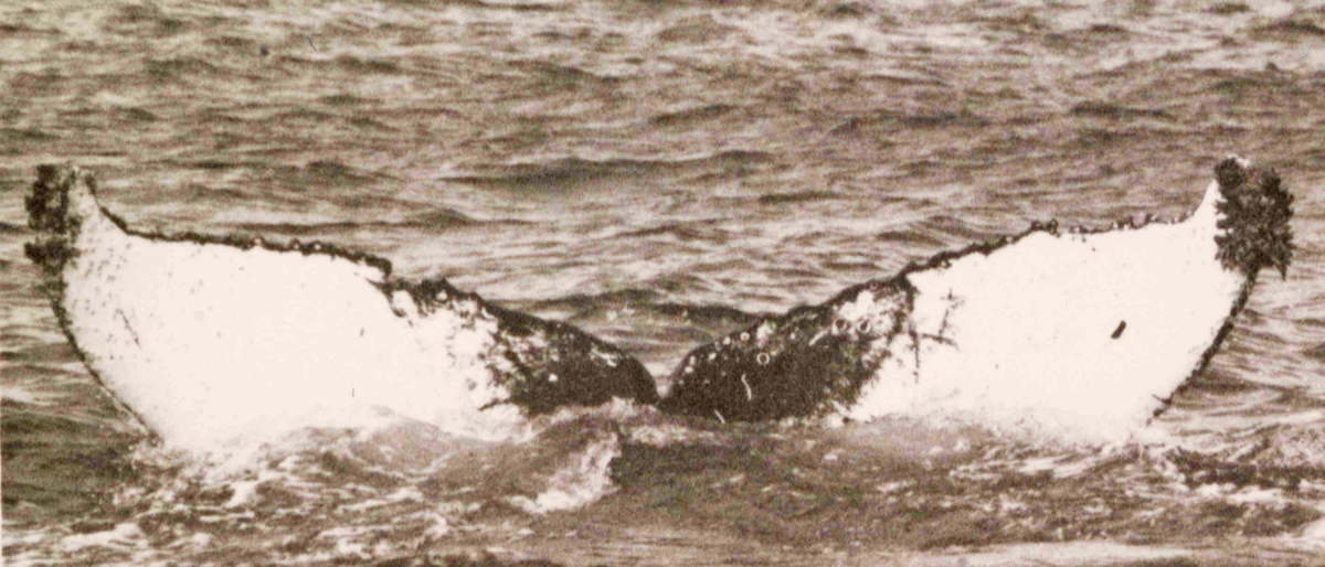 Fluke of Jevon (PWS)