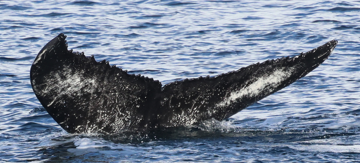 Fluke of Cachaillou alias Schatzli (Iceland)