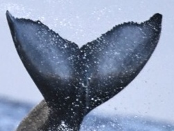Fluke of 2025-2026 calf of Apollo (British Columbia)
