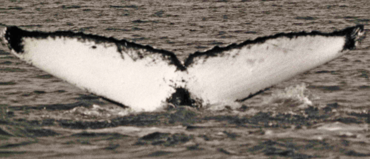 Fluke of Blanc (Prince William Sound)