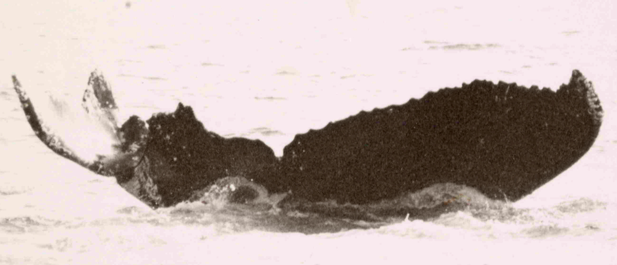 Fluke of Gullivera