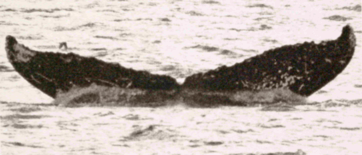 Fluke of Tracy (Prince William Sound) aka Pinta (EOTW)