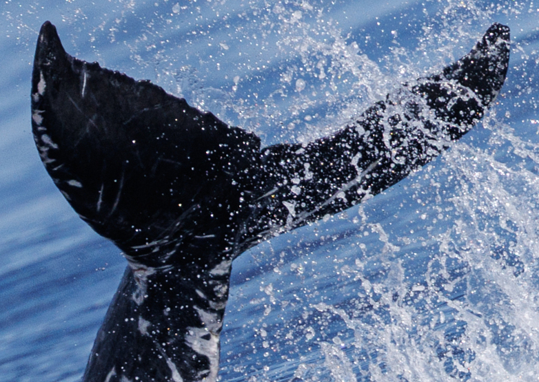 Fluke of 2025-2026 calf of Crevasse (Salish Sea)
