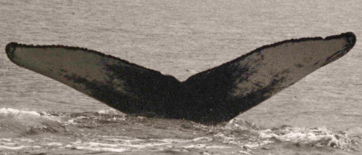 Fluke of Nuray