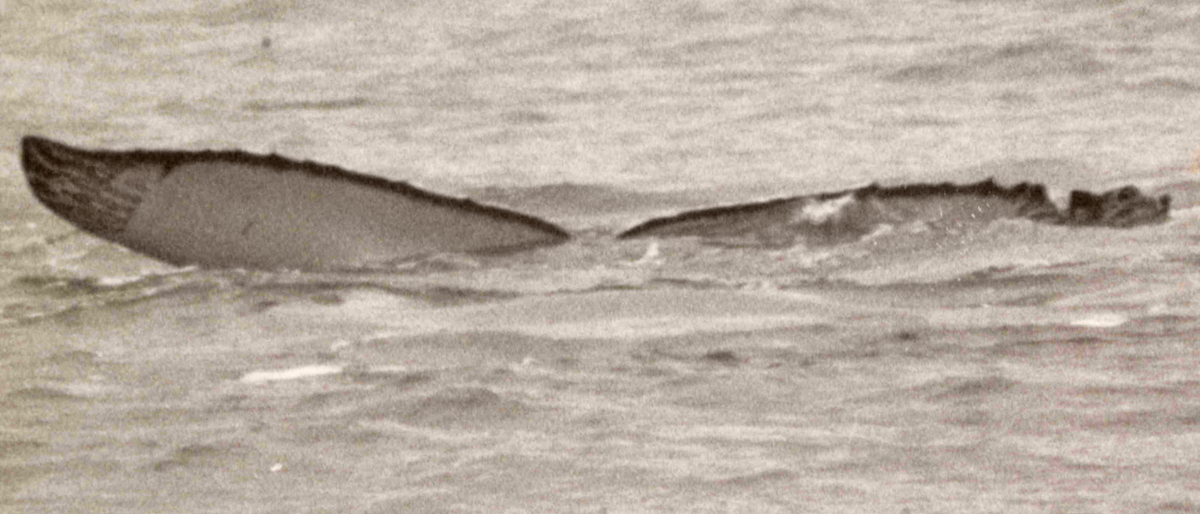 Fluke of GWAK-P084