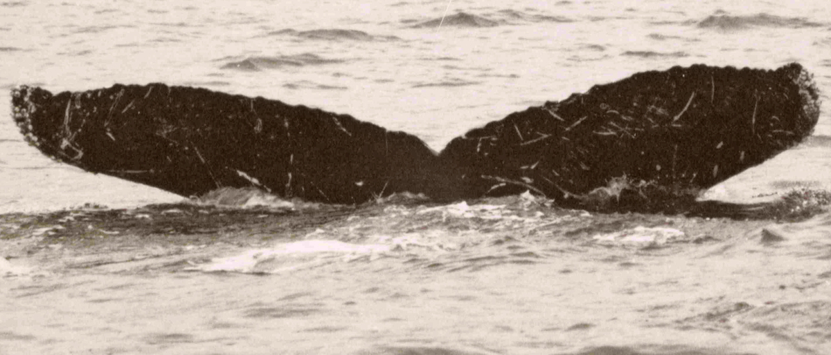 Fluke of Scrape (PWS)